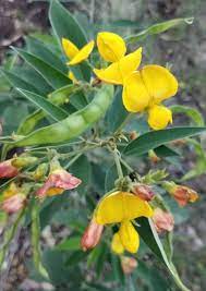 Yellow Cajanus Flower Seeds for Planting, NON GMO Seeds