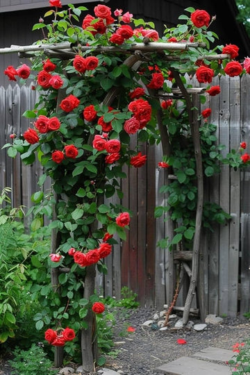 Dark Red Climbing Rose Plant Seeds for Planting Non-GMO Heirloom Garden Seeds for Growing