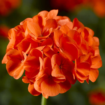 orange Pelargonium Flower Seeds – Non-GMO Seeds for Garden Planting