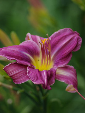 Heirloom Non-GMO Blue Hemerocallis Flower Seeds for Long-Blooming Perennial Garden Planting