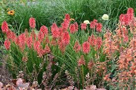 Heirloom Non-GMO Red Kniphofia Flower Seeds for Planting – Striking Torch-Lily Blooming Seeds