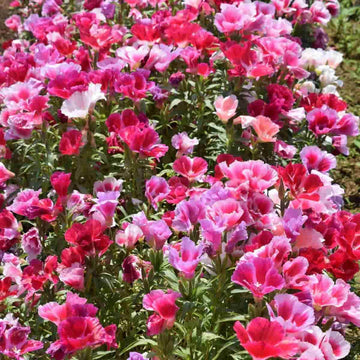Heirloom Mixed Azalea Godetia Flower Seeds for Planting – Non-GMO Annual Garden Blooms