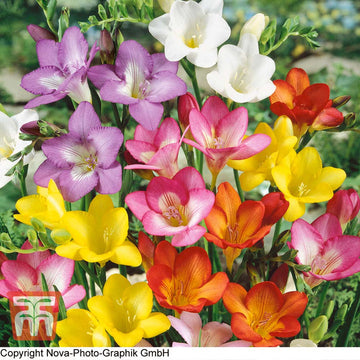 Mixed Freesias Flower Seeds for Planting- NON GMO Seeds