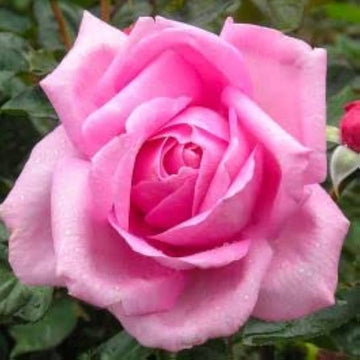 Pink Rose Heirloom Non-GMO Seeds for Planting