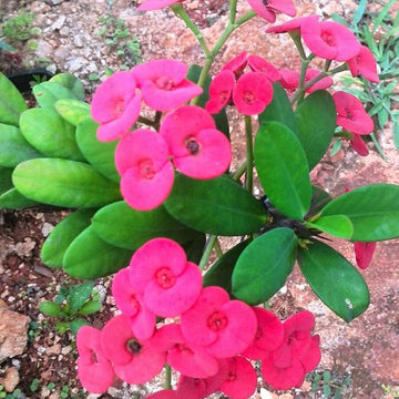 Heirloom Purple Euphorbia Milii Flower Seeds for Planting, Non-GMO