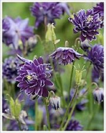 Heirloom White Violet Aquilegia Flower Seeds for Planting – Non-GMO, Perennial Blooming Seeds