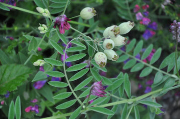 Purple Vetch Flower Seeds for Planting, Fresh, 100 pcs