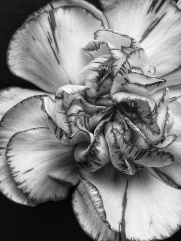 Organic Gray Carnation Flower Seeds for Planting – Heirloom, Non-GMO