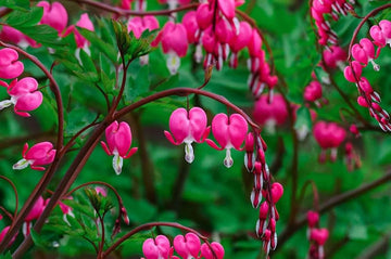 Pink Bleeding Hearts Flower Seeds for Planting - NON GMO Seeds