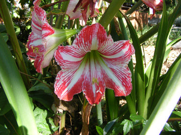 White Red Hippeastrum Flower Seeds – Heirloom Non-GMO Amaryllis Blooms