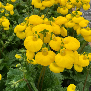 Calceolaria Plant Seeds for Planting - 100 Pcs pcs
