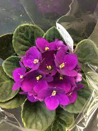 Purple White African Violet Seeds for Planting – Organic, Heirloom, Non-GMO Flower Seeds