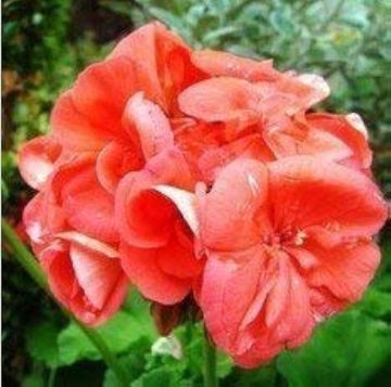 Pale Pink Pelargonium Hortorum Flower Seeds for Planting - NON GMO Seeds