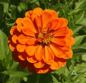 Orange Yellow Zinnia Flower Seeds for Planting – Vibrant, Non-GMO, Heirloom Seeds