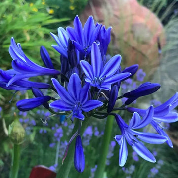 Blue Agapanthus Seeds for Planting - NON GMO Seeds