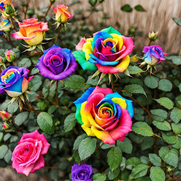 Multicolor Rose Plant Seeds for Garden - Heirloom Non-GMO Seeds for Planting and Growing