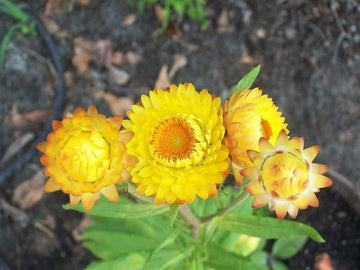Yellow Strawflower Seeds for Planting - NON GMO Seeds