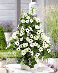 White Thunbergia Flower Seeds – Heirloom Non-GMO Seeds for Climbing and Decorative Garden Planting