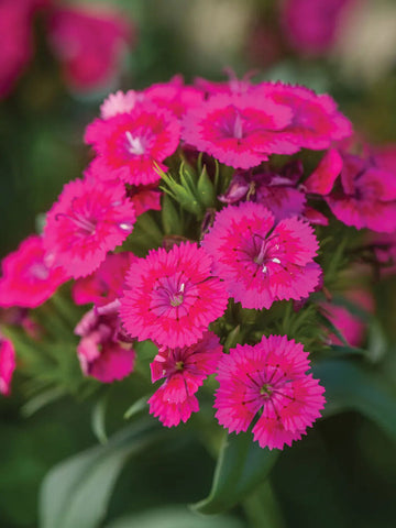 Pink Dianthus Flower Seeds for Planting, Fresh, NON GMO Seeds