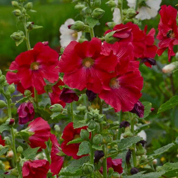 Hollyhock Red Flower Seeds for Planting – Organic, Heirloom, Non-GMO Seeds