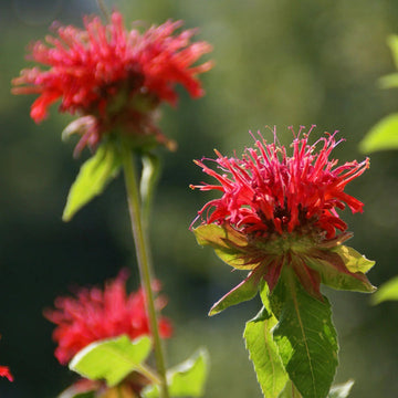 Heirloom Non-GMO Red Monarda Didyma Flower Seeds for Pollinator-Friendly Gardens and Vibrant Planting