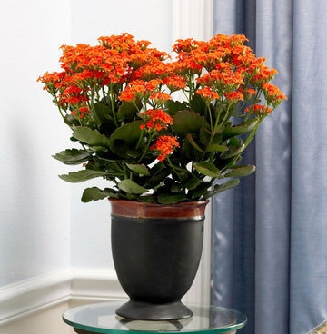 Kalanchoe Red Yellow Seeds for Planting – Organic, Heirloom, Non-GMO Flower Seeds