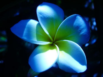 Sky Blue Frangipani Flower Seeds – Heirloom Non-GMO Plumeria Seeds for Unique Tropical Gardens