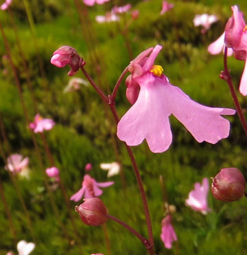 Heirloom Non-GMO Pink Utricularia Flower Seeds for Unique Garden Displays and Bog Planting