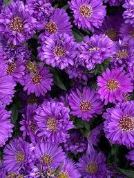 Astrantia Masterwort Purple Seeds – Organic, Heirloom, Non-GMO Flower Seeds