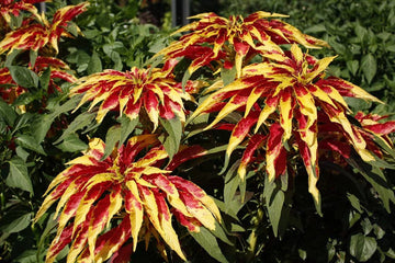 Heirloom Non-GMO Red Yellow Poinsettia Flower Seeds for Planting – Vibrant Holiday Blooming Seeds