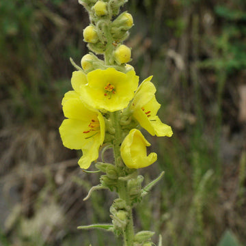 Yellow Mullein Flower Seeds for Planting- NON GMO Seeds