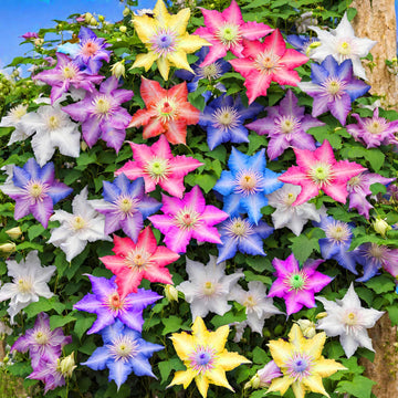 Heirloom Non-GMO Mixed Clematis Flower Seeds for Garden Planting – Stunning Climbing Blooms