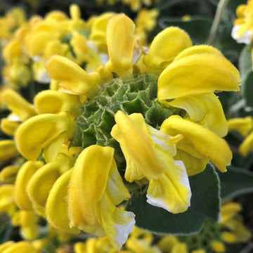 Heirloom Non-GMO Yellow Jerusalem Sage Flower Seeds for Garden Planting