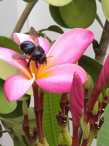 Light Pink Frangipani Flower Seeds – Heirloom Non-GMO Plumeria Seeds for Fragrant Tropical Gardens