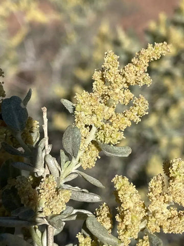 Atriplex Canescens Seeds for Planting - NON GMO Seeds