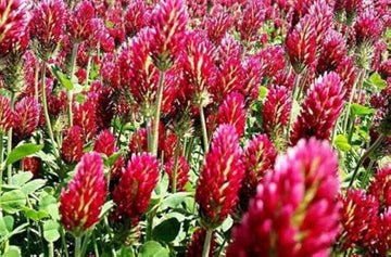 Red Crimson Flower Seeds for Planting NON GMO Seeds