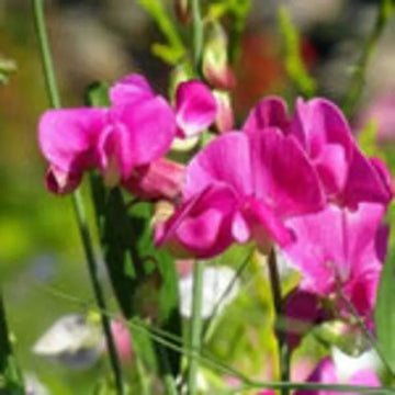 Heirloom Non-GMO Sweet Peas Flower Seeds | Fragrant Climbing Vine Seeds for Garden Trellises