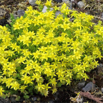 Heirloom Non-GMO Yellow Moss Stonecrop Flower Seeds – Drought-Tolerant Ground Cover for Garden Planting