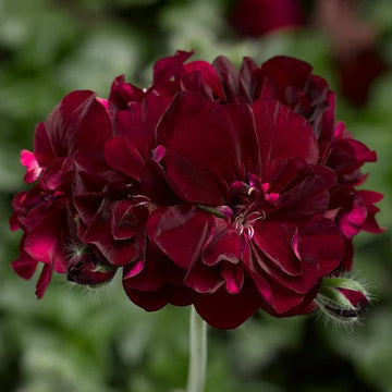 Burgundy Geraniums Heirloom Non-GMO Seeds for Planting