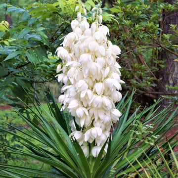 Heirloom Non-GMO White Yucca Filamentosa Plant Seeds for Drought-Tolerant Landscape Garden Planting