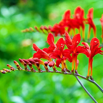 Heirloom Non-GMO Red Crocosmia Lucifer Flower Seeds for Bold Summer Garden Planting