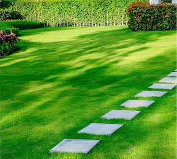 Sun-Tolerant Grass Seeds