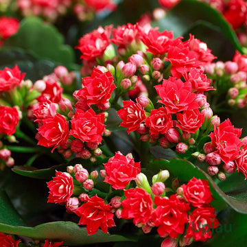 Blossfeldiana Kalanchoe Seeds for Planting – Organic, Heirloom, Non-GMO Plant Seeds