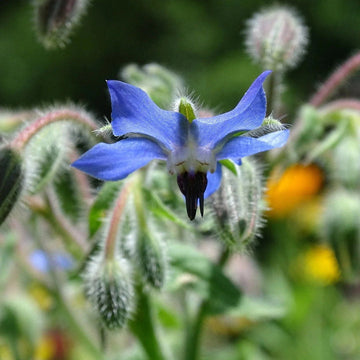Borage Seeds for Planting – Organic, Heirloom, Non-GMO Flower & Herb Seeds