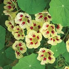 Heirloom Non-GMO Cream Pink Nasturtium Flower Seeds for Garden Planting – Edible Decorative Blooms