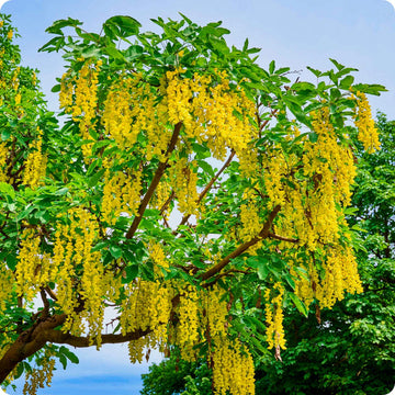 Yellow Laburnum Seeds – Heirloom, Non-GMO Flower Seeds for Planting