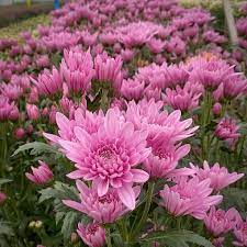 Light Pink Green Chrysanthemum Flower Seeds for Planting, NON GMO Seeds
