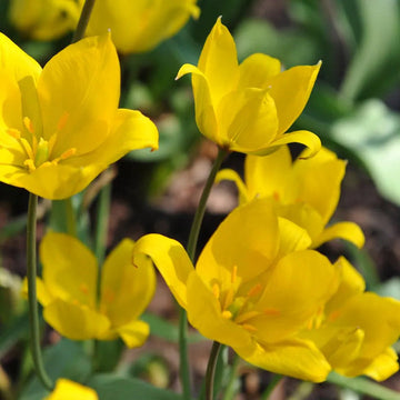Tulipa Sylvestris Seeds for Planting – Heirloom, Non-GMO Wildflower Seeds