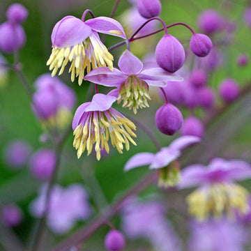 Thalictrum Flower Seeds â€“ Heirloom, Non-GMO Seeds for Planting Delicate Airy Blooms