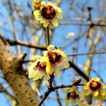 Chimonanthus Wintersweet Flower Seeds – Heirloom, Non-GMO Flower Seeds for Planting